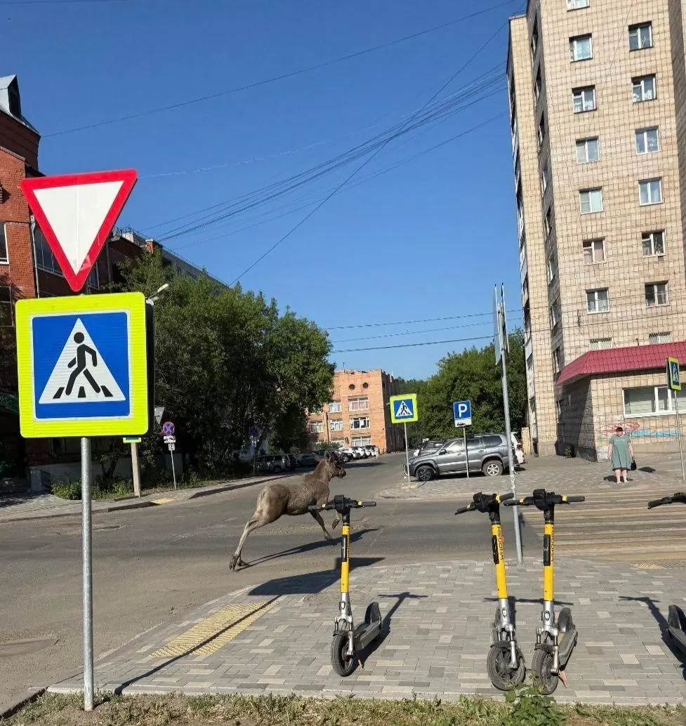 Молодые лоси прогуливались по улицам Томска: перекусывали листву на Кулева, отдыхали у Лагерного сада и пробежали по Советской до Нахимова. Департамент охотничьего хозяйства сообщил, что животных вернули в естественную среду.