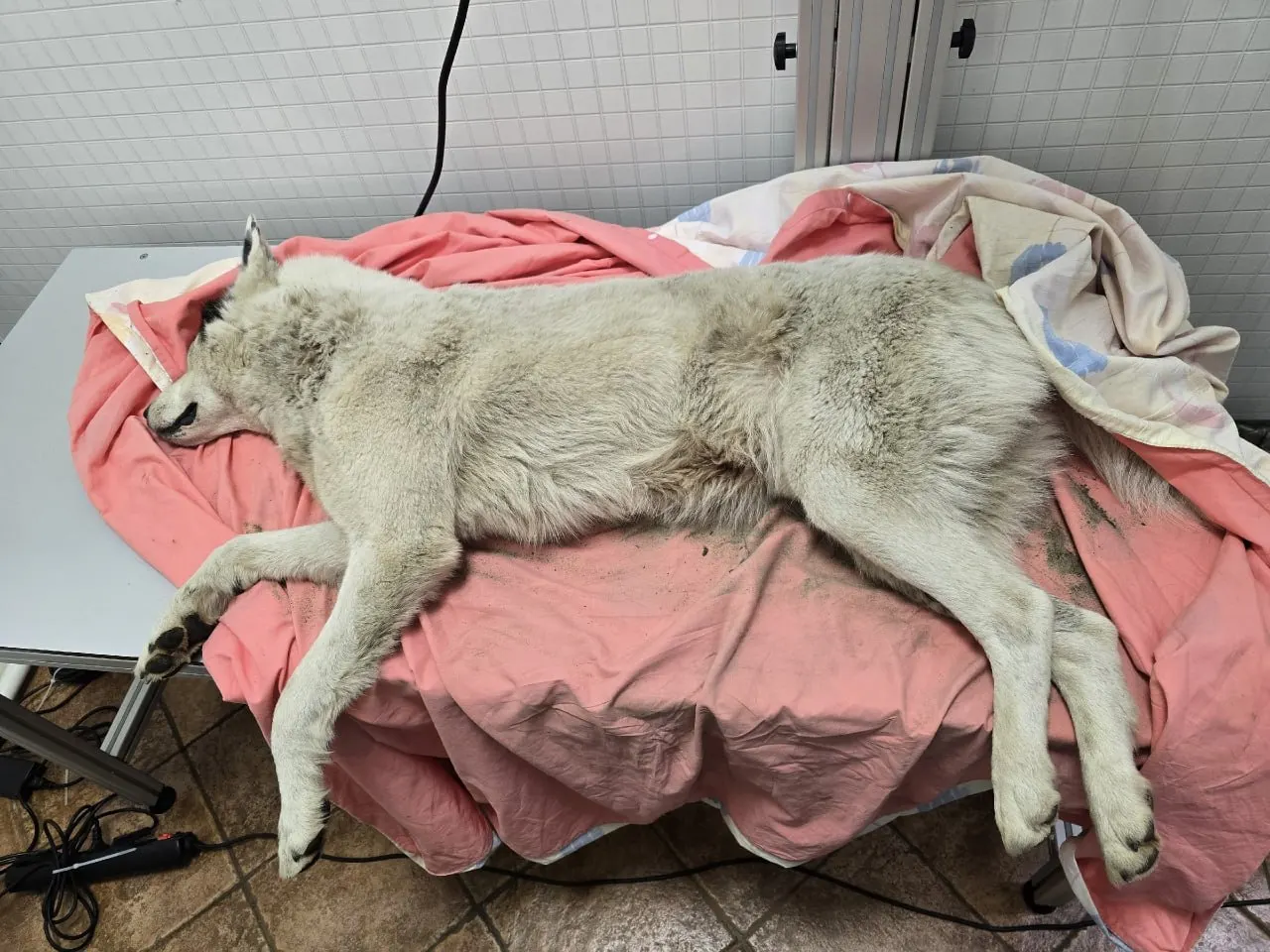 В районе поселка Приветнинское в Ленинградской области обнаружили двух раненых собак. Их доставили в клинику Выборга: у одной нашли дробь, в том числе в позвоночнике. Волонтёры организовали сбор средств, полиция проводит проверку.