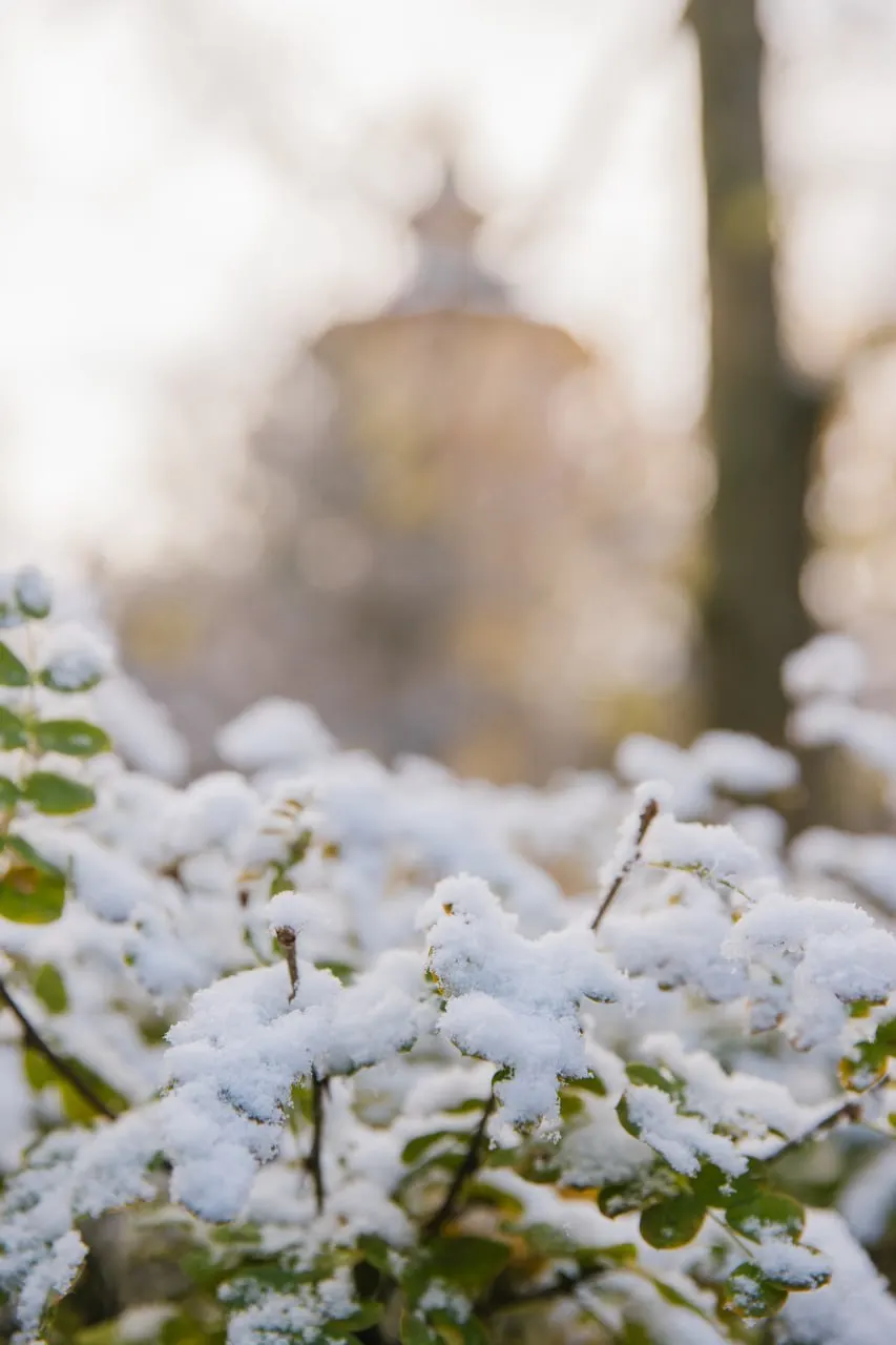Мокрый снег и порывы ветра вызвали падение деревьев, перебои в работе транспорта и аварийные отключения в Ленобласти. Температура сегодня +6…+8°, к середине недели до +10°, с 1 мая — около +15°.