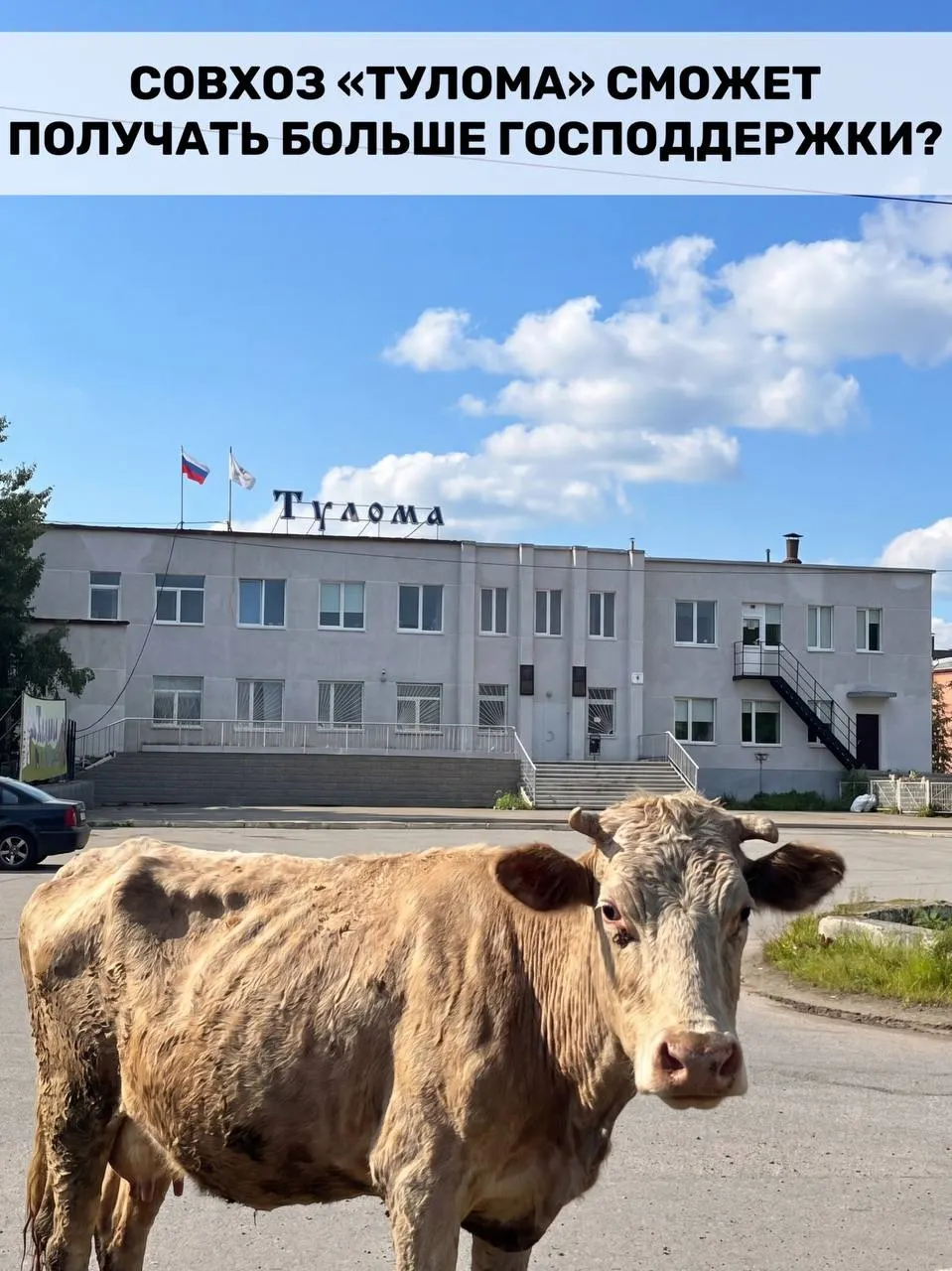 Правила субсидирования молочных хозяйств изменили: теперь помощь доступна и предприятиям с более 25% гос- или муниципальной собственности. В Мурманской области это затрагивает многие хозяйства, но в совхозе «Тулома» опасаются, что помощь придёт слишком поздно из‑за долгов, нехватки кормов и задержек с выплатами.