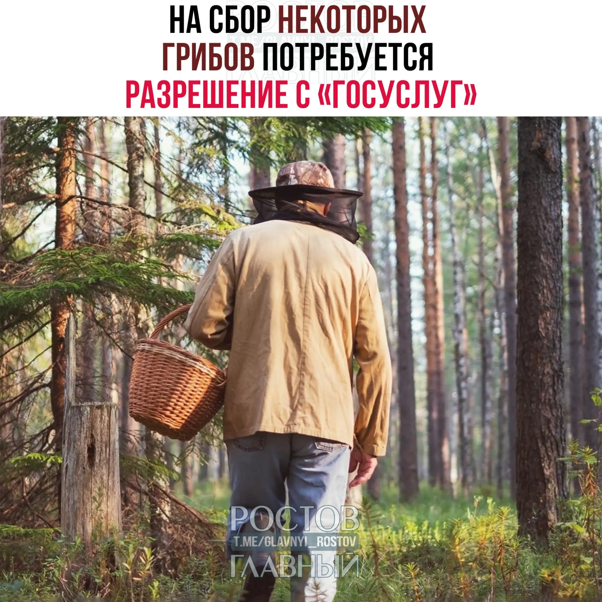 С 1 сентября 2027 года для сбора отдельных редких видов грибов будет необходимо оформлять разрешение через портал «Госуслуги». Заявки будут рассматривать до 15 дней; за сбор краснокнижных грибов без разрешения грозит уголовная ответственность.