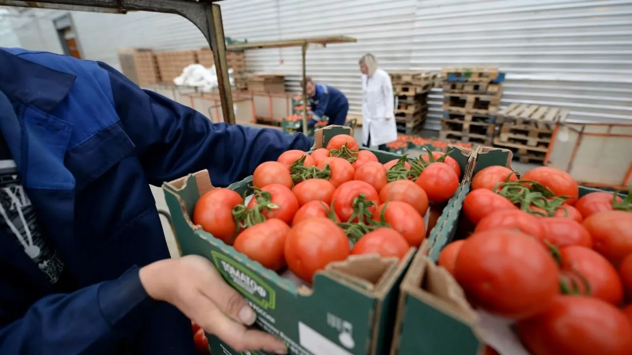 С 12 июня временно запрещён ввоз и транзит любой подкарантинной продукции из Армении — решение принято после выявления карантинных объектов и до согласования механизмов контроля поставок.