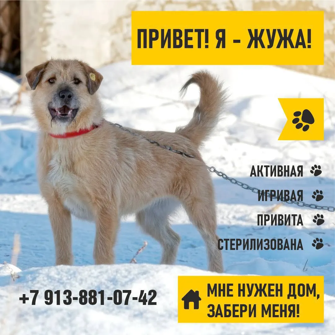 Городские власти запустили инициативу по помощи бездомным животным и подчеркнули внимание к их благополучию во благо Томска.