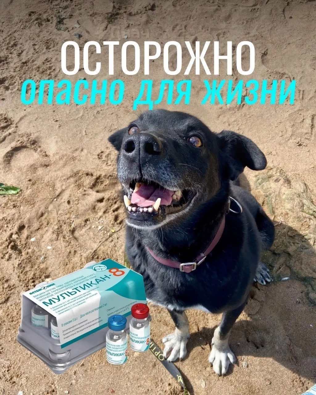 После прививок у некоторых животных возникали судороги, рвота с кровью, тяжёлая диарея и другие тяжёлые симптомы; партия вакцины была снята с продажи, причинно-следственная связь не подтверждена.